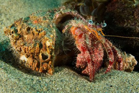 Hermit crabs are essential scavengers in the ocean. They may crawl into discarded tires looking for food or shelter, and become trapped and die of starvation.