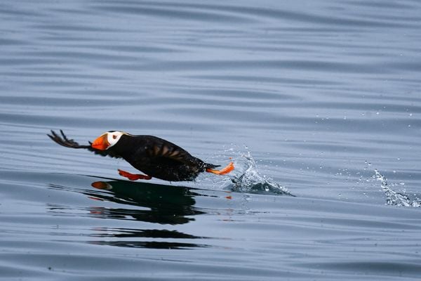 Puffin taking off thumbnail