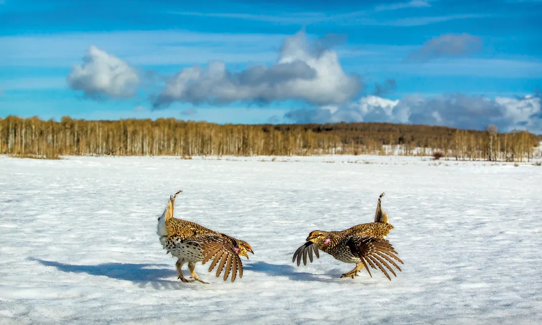 Columbian Sharp-Tailed Grouse