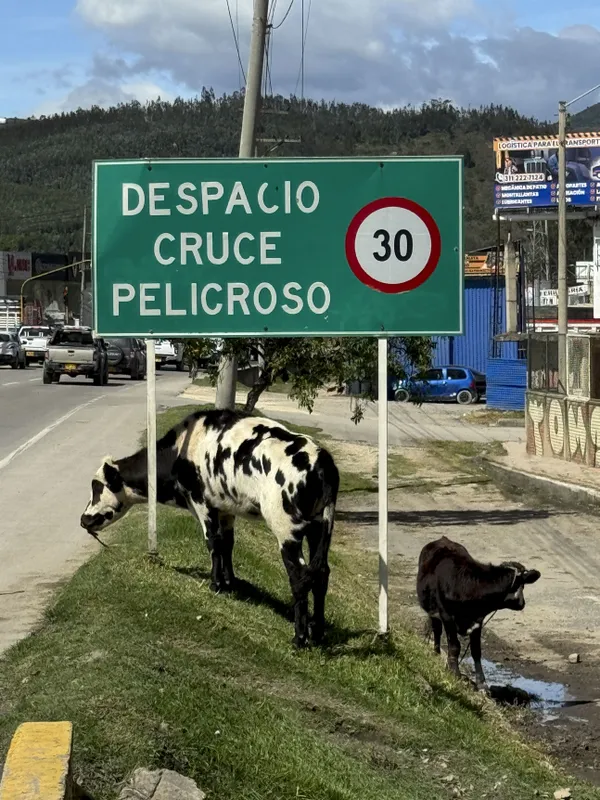 City Cow 4 thumbnail