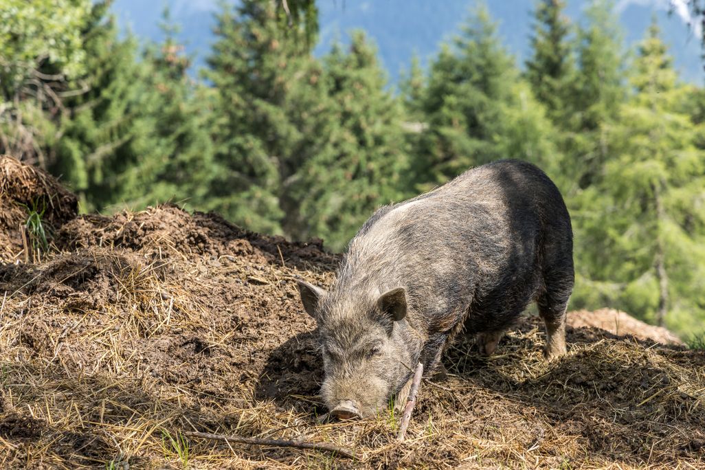 A wild pig foraging on the ground