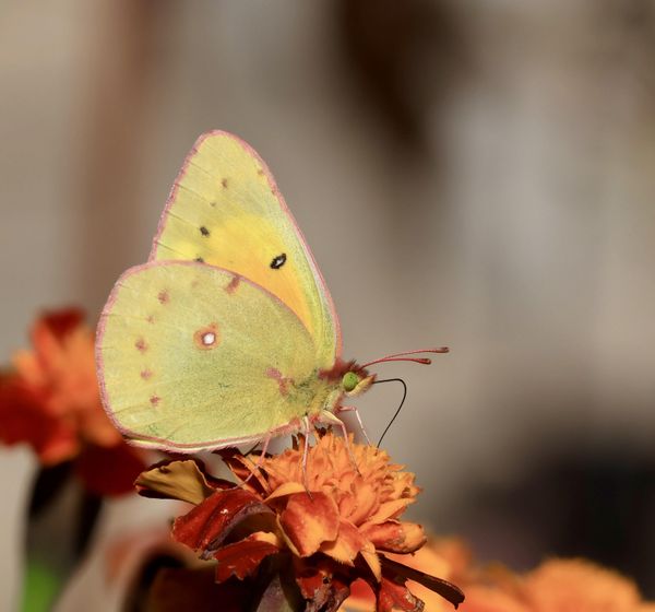 Pink edged sulphur butterfly thumbnail