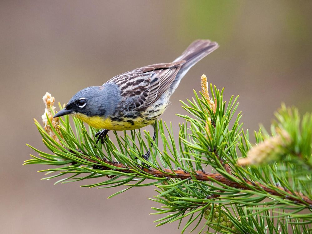 Kirtland's Warbler