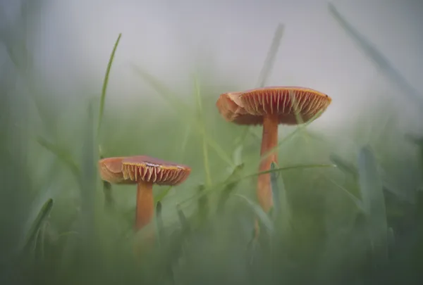 Beauty in my garden thumbnail