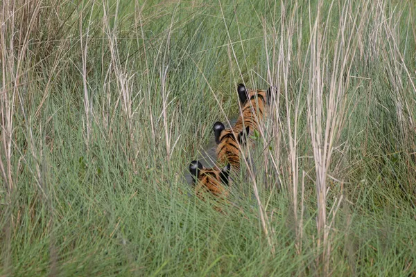 Like school kids thumbnail