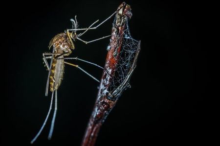 The tiny mosquito can be a big summer nuisance.