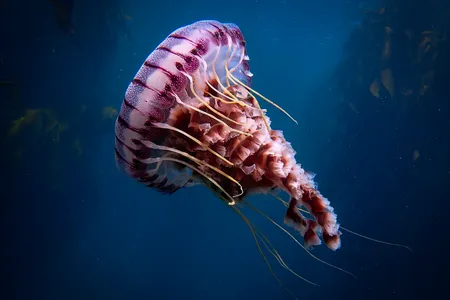 Jellyfish are among the planet&rsquo;s simplest creatures, made up of about 95 percent water and lacking brains, spines, blood or hearts.

