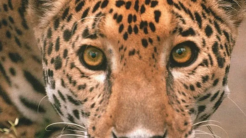 Jaguars could return to the US Southwest – but only if they have pathways  to move north