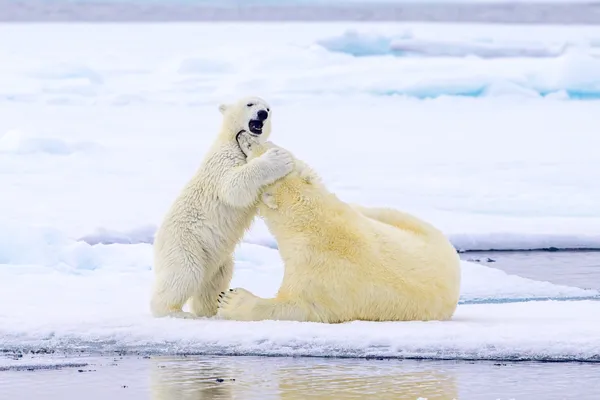 Polar Bear Mum and Cub Hug thumbnail