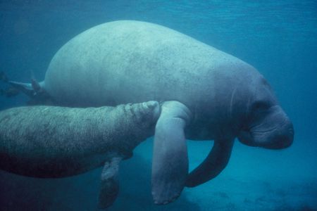 A West Indian manatee calf nurses from its mother. 