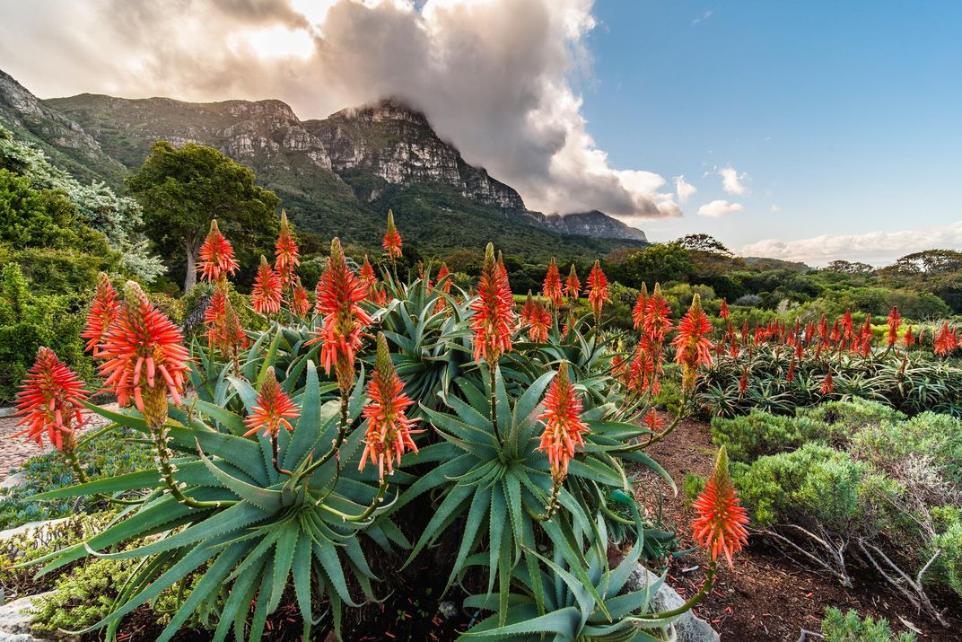 Kirstenbosch Gardens, outside Cape Town