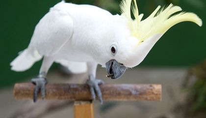 What Can Dancing Cockatoos Teach Us About Ourselves?