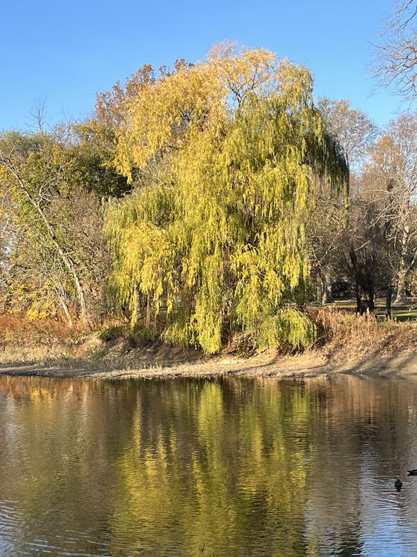 Golden weeping willow and its reflection thumbnail