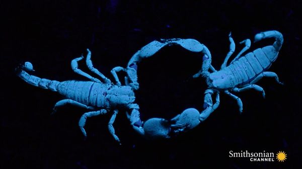 Preview thumbnail for Scorpions Choose Their Mates by Dancing With Them