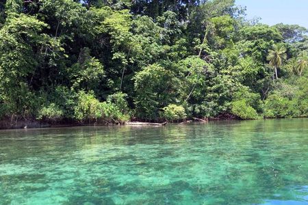 From the surface, the havoc caused on a coral reef by a layer of low-oxygen water was barely evident.