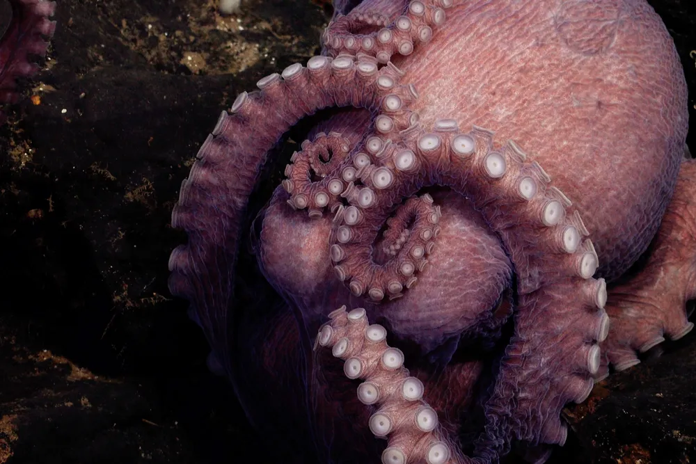 an octopus with several of its tentacles facing out and draped over its mantle, or its body