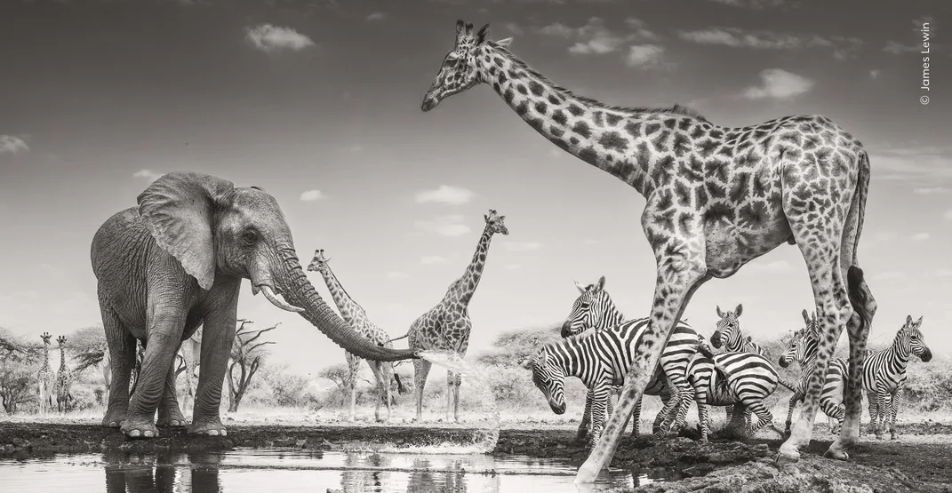 an elephant, several giraffes and a handful of zebras gather at a watering hole, with the elephant spraying a zebra's head with water from its trunk