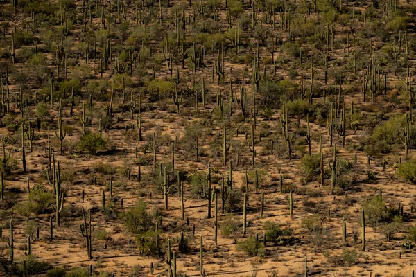 Desert Forest of Giants thumbnail