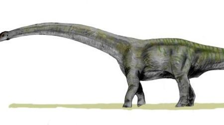 A restoration of Futalognkosaurus