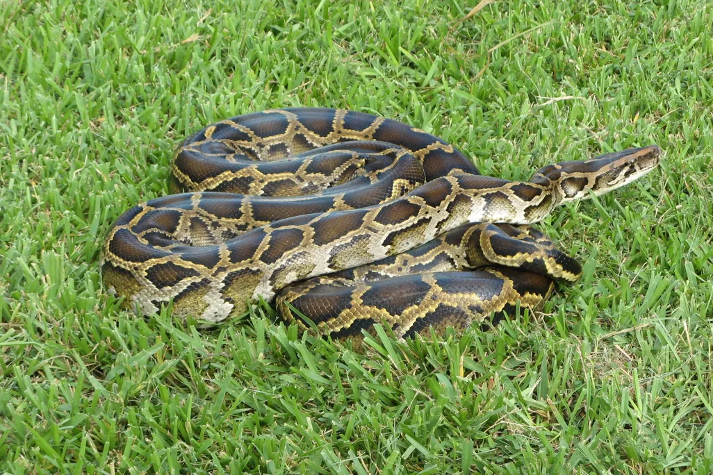 Burmese_python_(6887388927).jpg