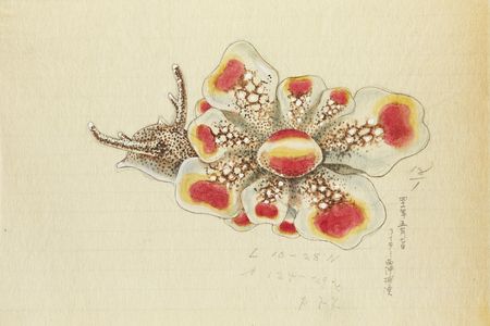Watercolor slug illustration from 
