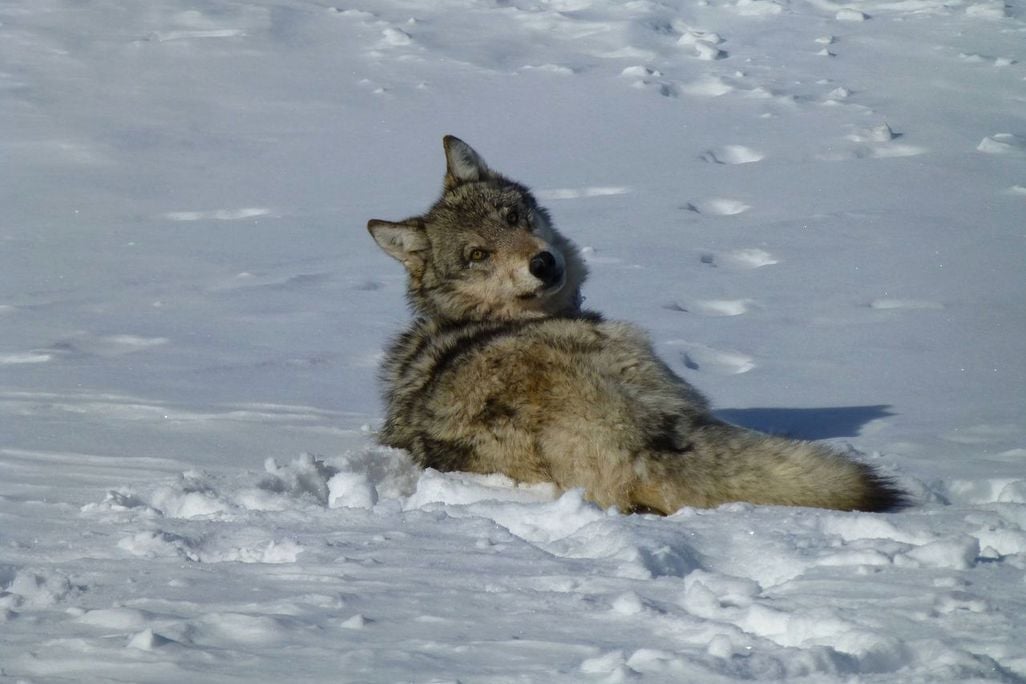 A gray wolf sits in the snow looking back at the photographer