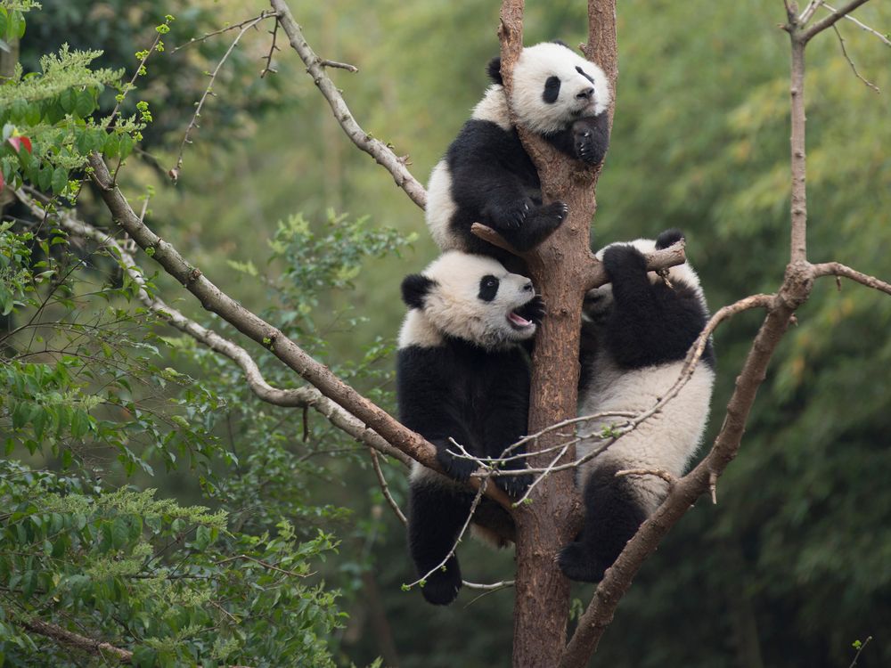 baby pandas