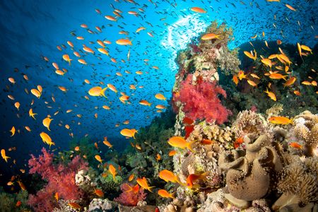 When the scientists played the sounds of healthy coral ecosystems at damaged reefs, 50 percent more species showed up than at quiet sites.