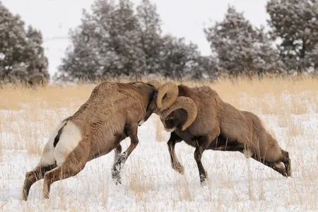 A ram's thick skull protects its brain from serious injury. 