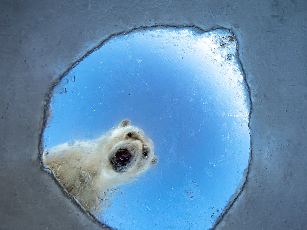 seen from below, a polar bear looks down into a hole in ice