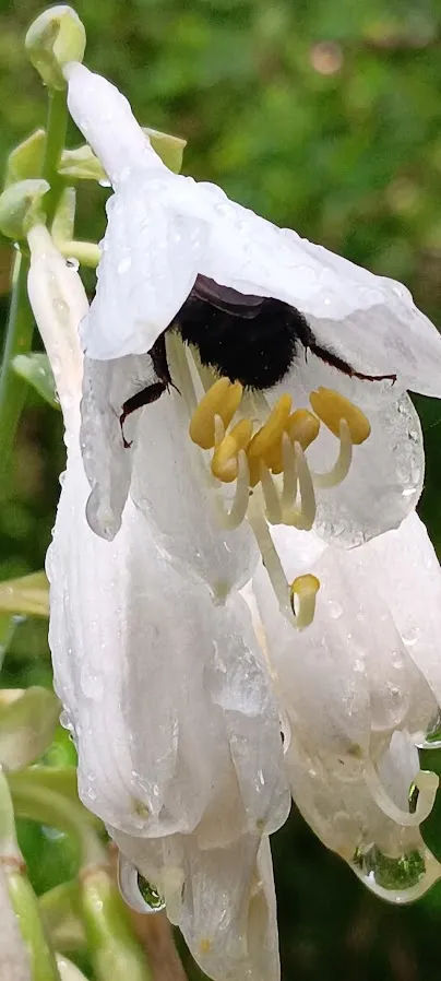 A SATISFIED BEE thumbnail