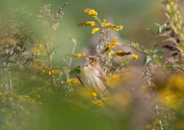 Dickcissel and Goldenrod thumbnail