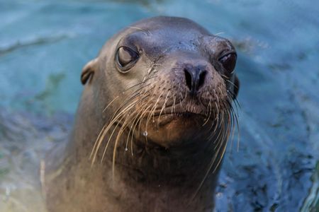 Princepajaro, a male California sea lion, swims in a pool during treatment for leptospirosis at The Marine Mammal Center in Sausalito, CA. When a leptospirosis outbreak occurs, the Center’s scientists study the disease to learn more about what causes an outbreak and how we can improve treatment for infected animals. 