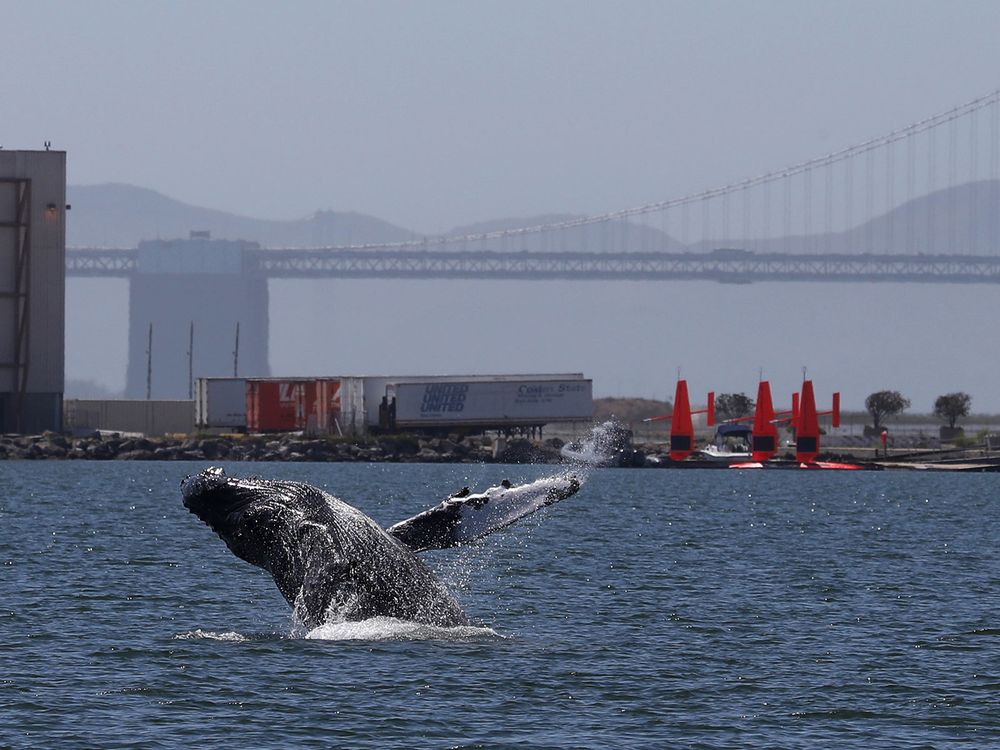 Humpback Whale Breaching