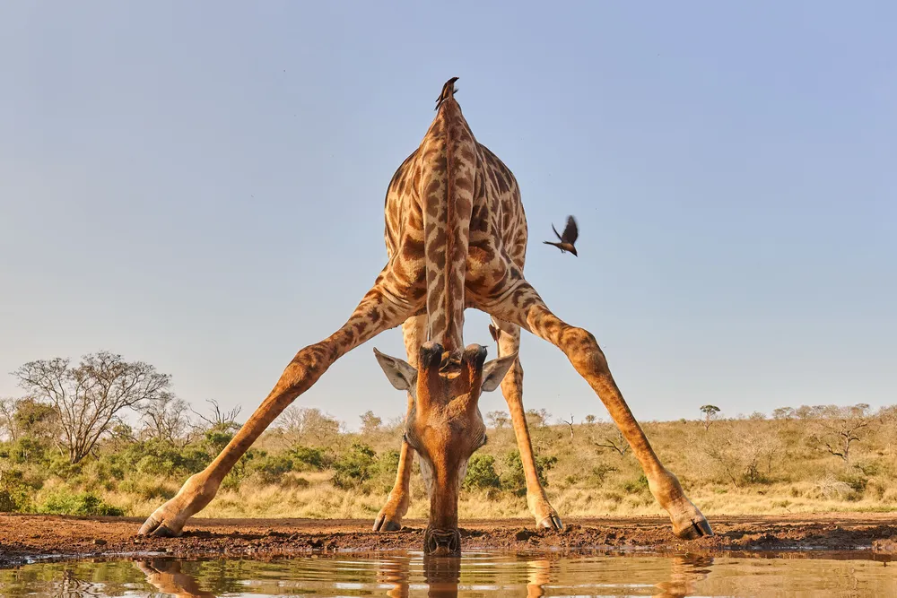 giraffe bends to drink water at the level of the camera