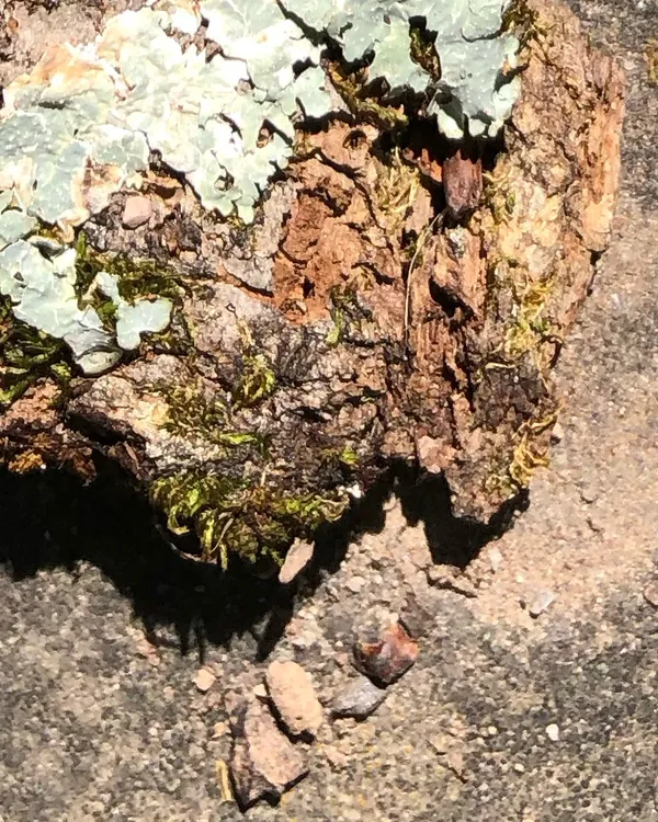 Profile of a Brain Under Invasion by Moonsters thumbnail