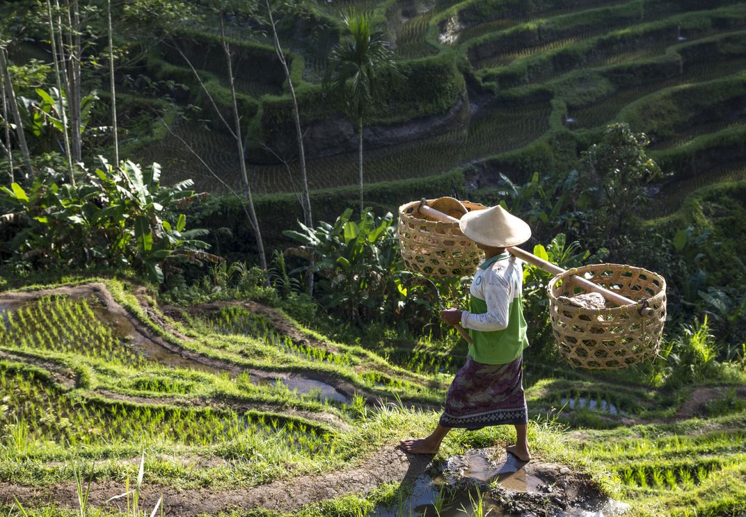 Man working in Bali's rice fields