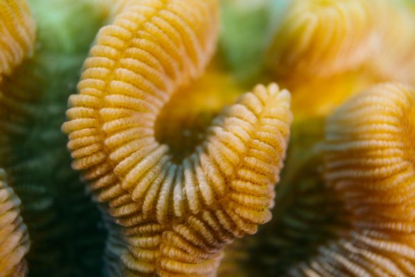 Brain Coral Close-Up thumbnail