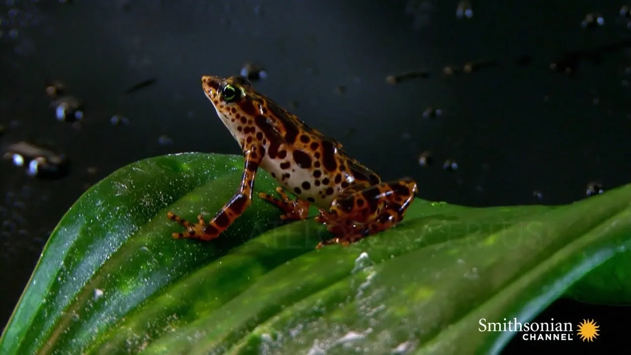 Preview thumbnail for The Invisible Enemy Wiping Out Entire Species of Frogs