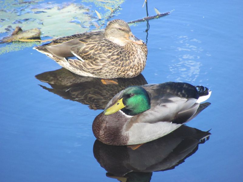 Male and female duck in a pond Smithsonian Photo Contest
