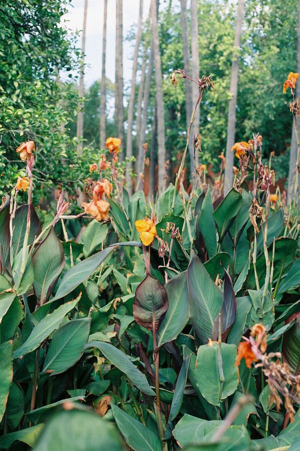 Canna Wyoming #1 thumbnail