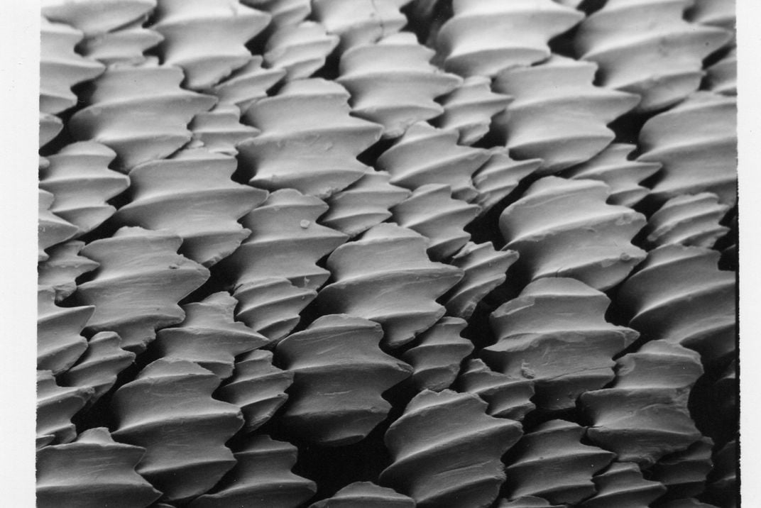 A magnified photograph showing the denticles of shark skin