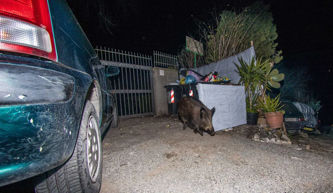 Wild Boar