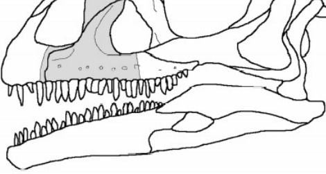 The shape of the "Pachysuchus" fossil (in grey) set into a sauropodomorph dinosaur skull