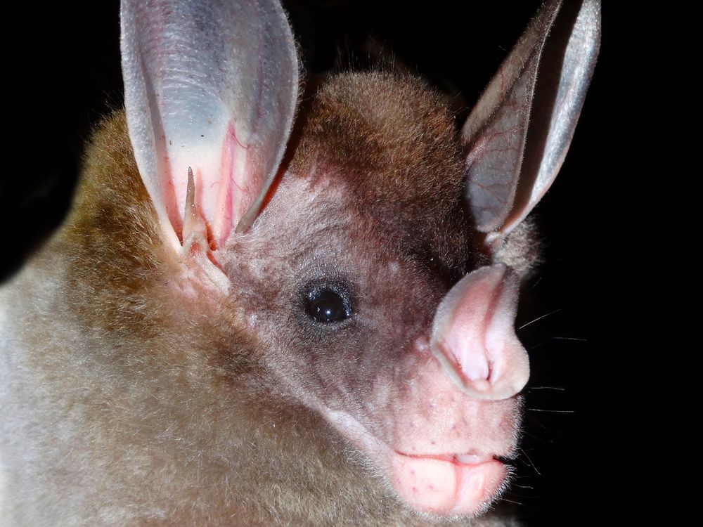 The spectral bat