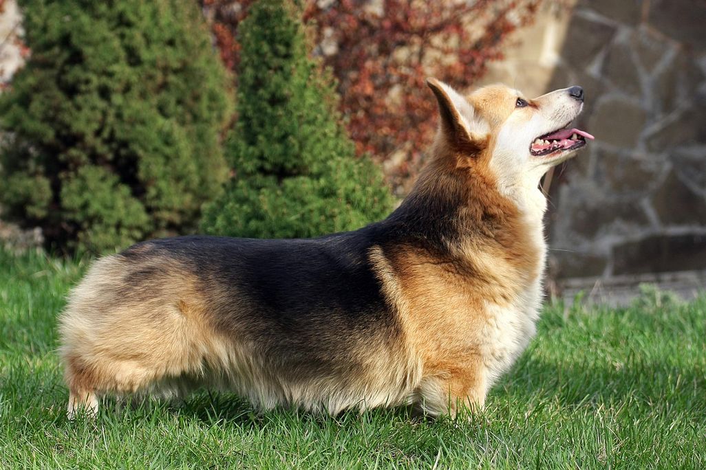 A Pembroke Welsh Corgi