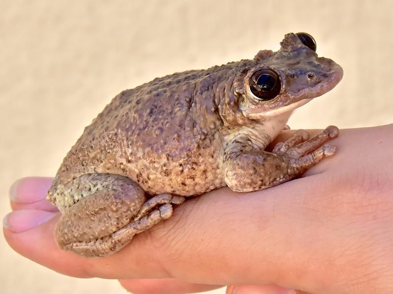 Corythomantis greeningi 