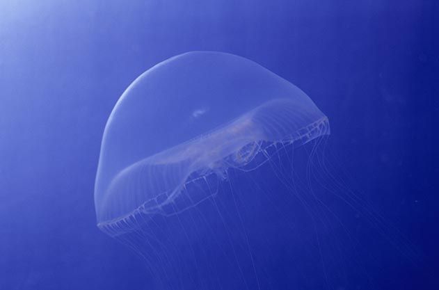 Crystal jellyfish