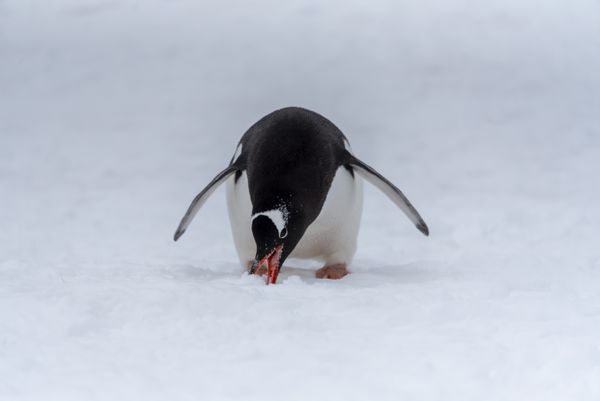 Gentoo Penguin eating snow thumbnail