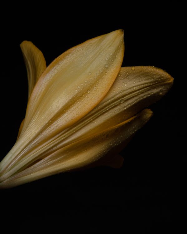 Yellow Lily with water drops on a black background (III) thumbnail